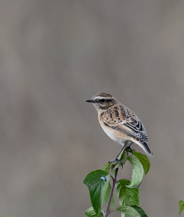 Whinchat