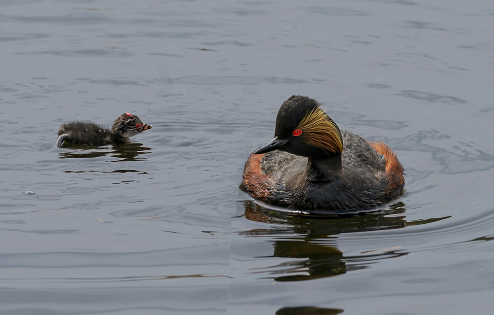 Black Neck Grebes