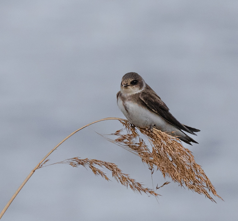 Sand Martin