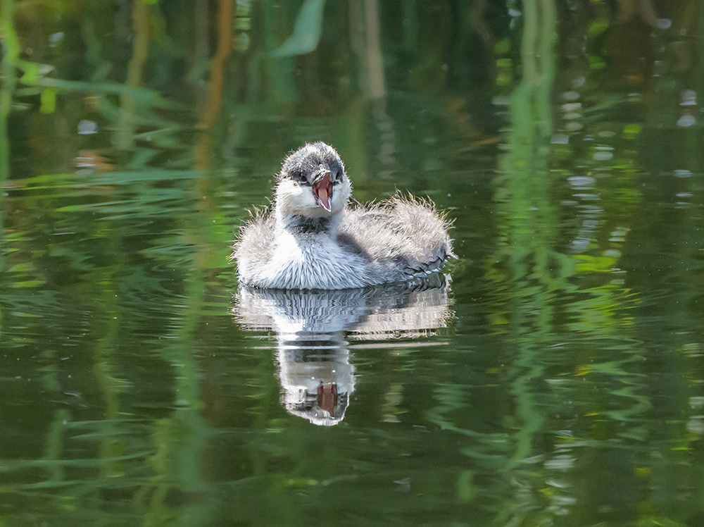 Black Necked Grebe Chick
