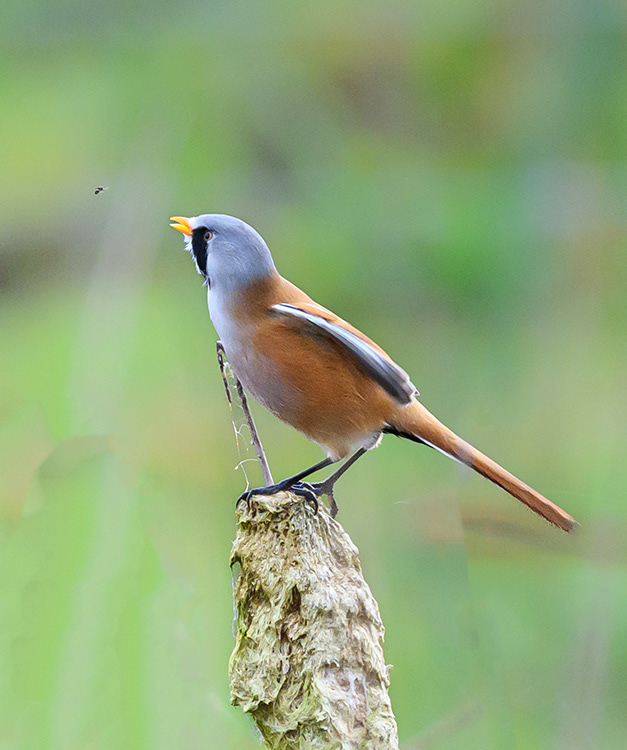 Male Bearded Reedling