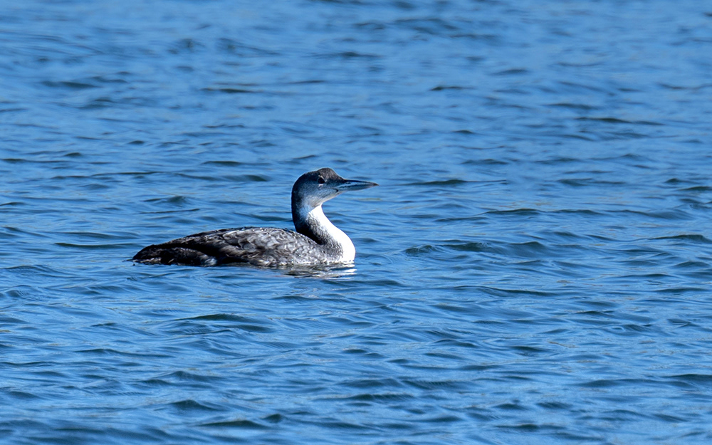 Great Northern Diver