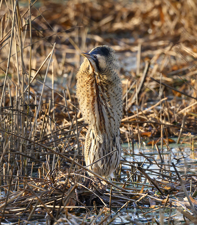 Angry Bittern