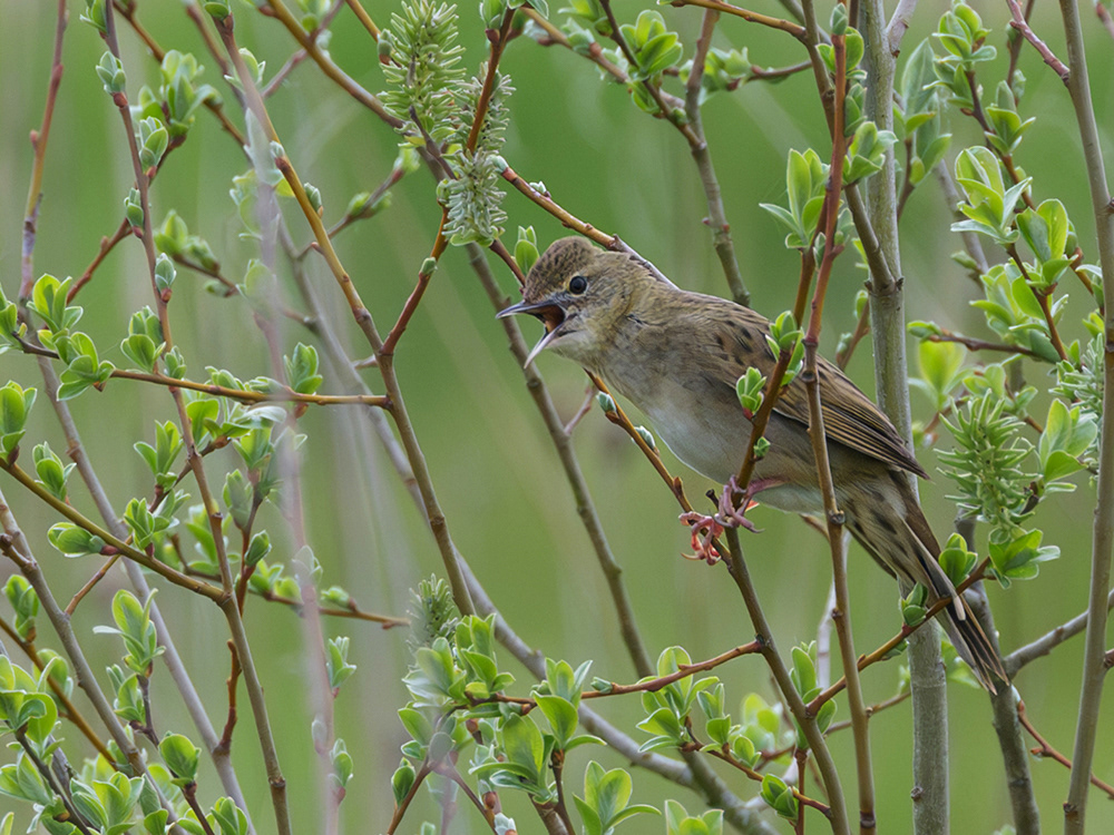Grasshopper Warbler