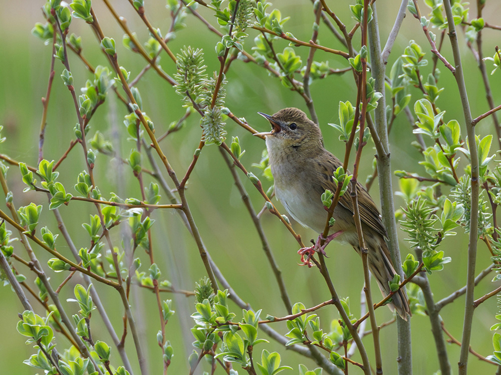 Grasshopper Warbler