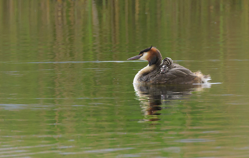 Great Crested Grebe