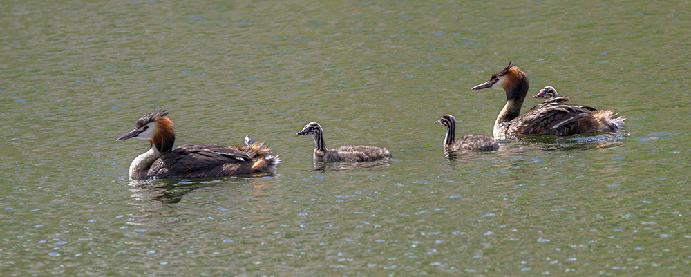 Great Crested Grebes