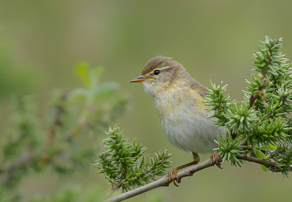 Willow Warbler