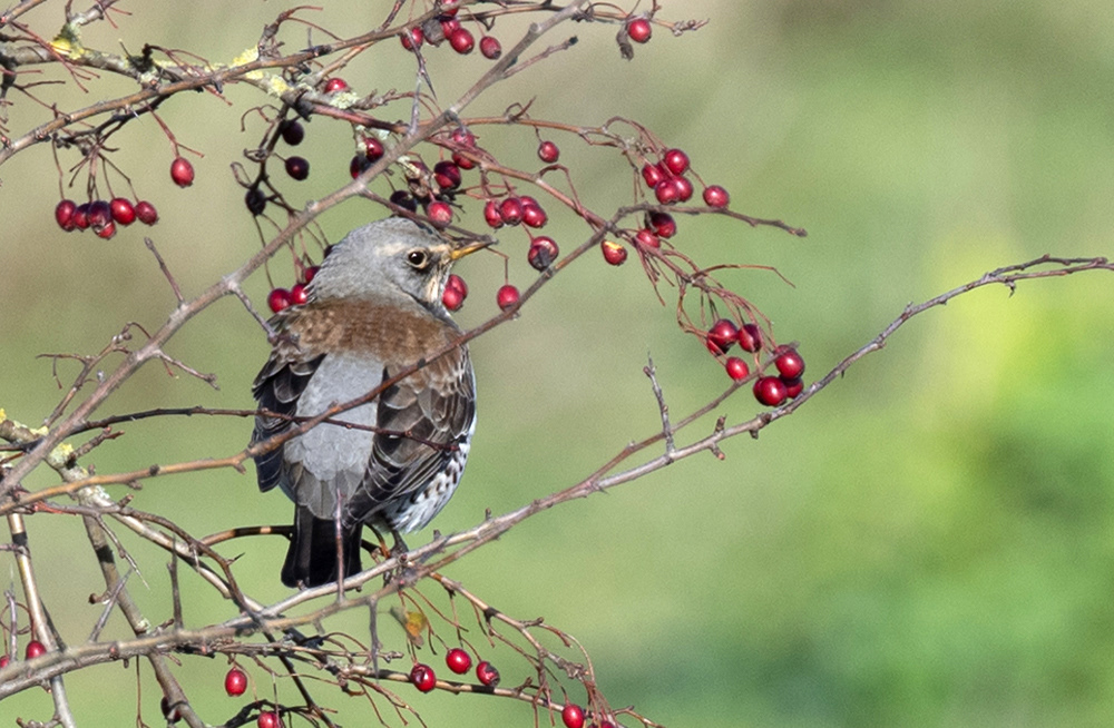 Fieldfare