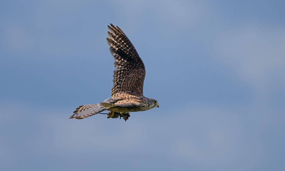 Kestrel