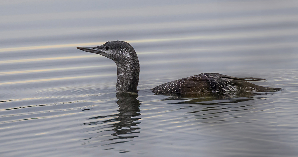 Red Throated Diver