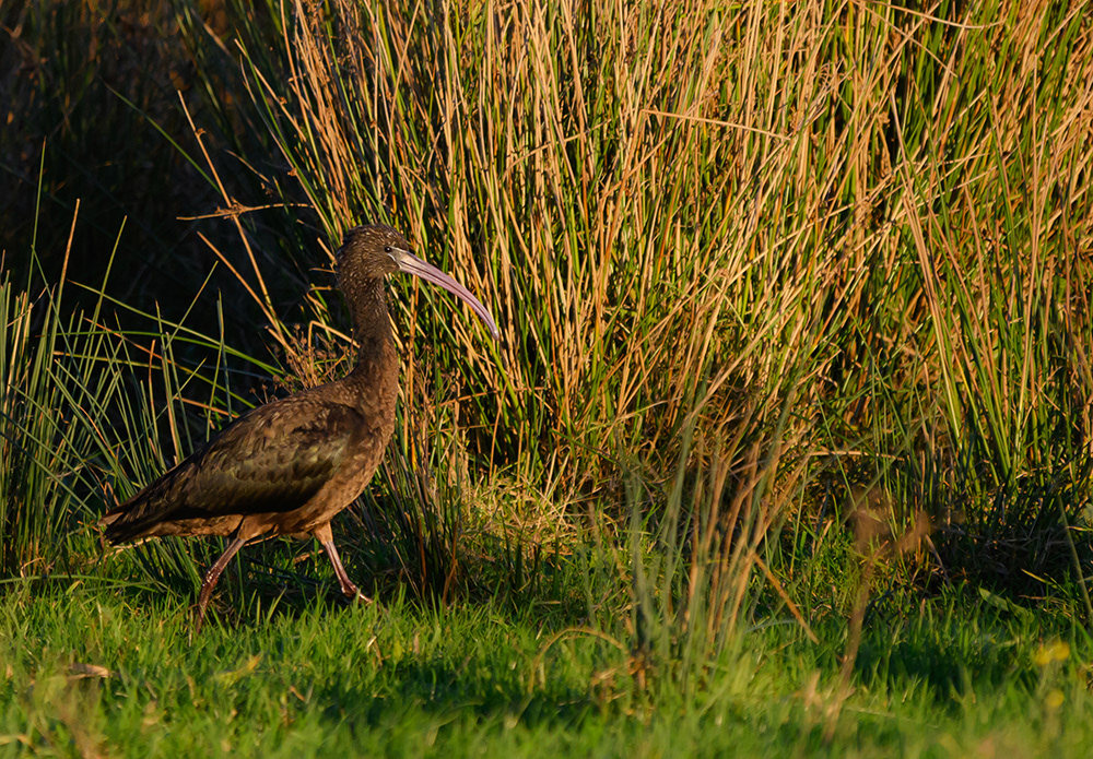 Glossy Ibis