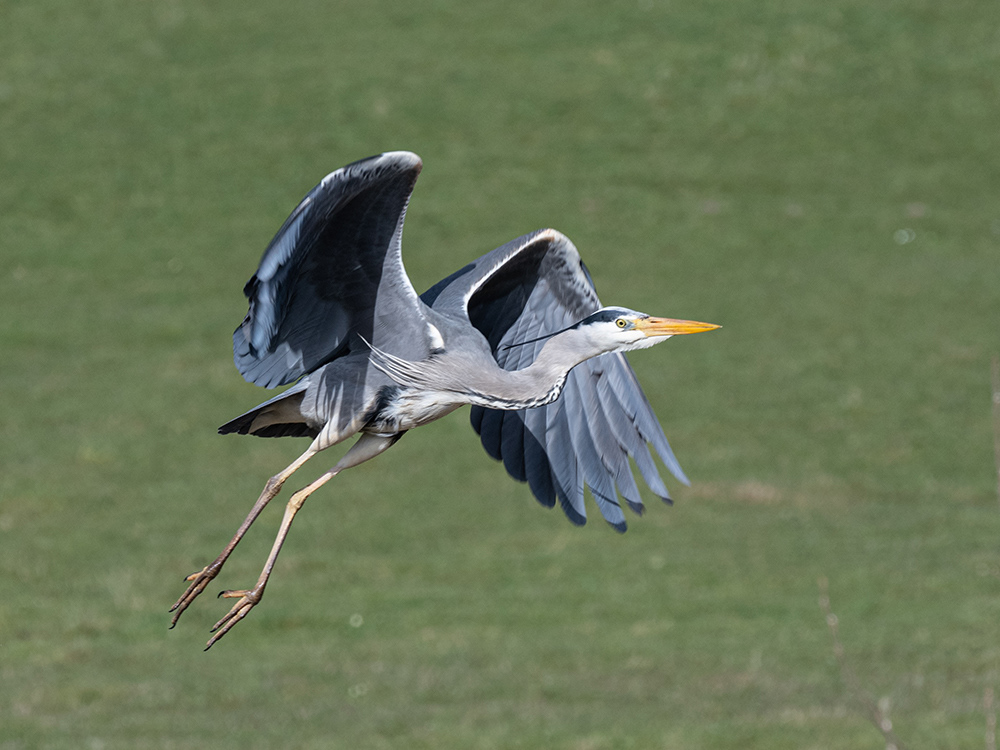 Heron