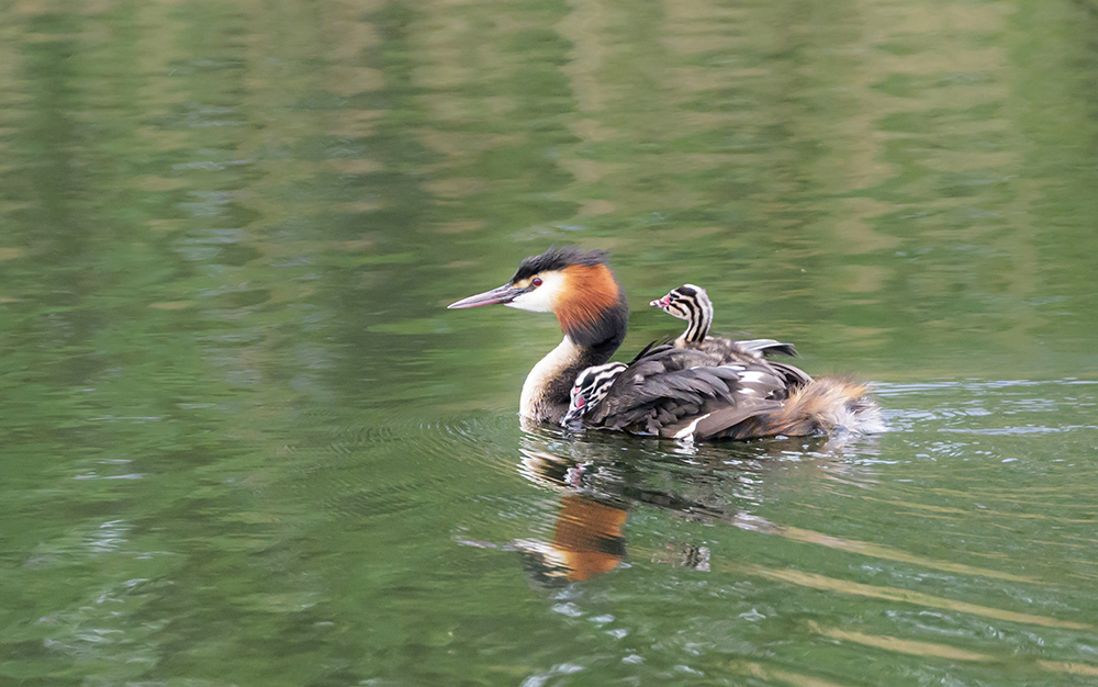 Great Crested Grebes