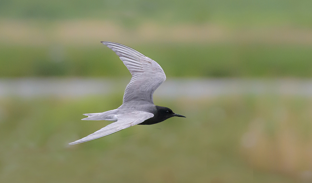 Black Tern
