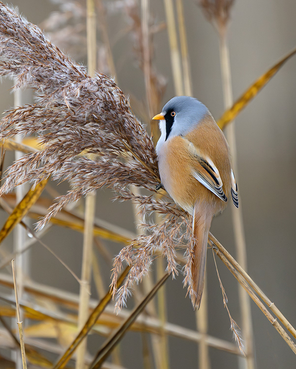 Bearded Reedling