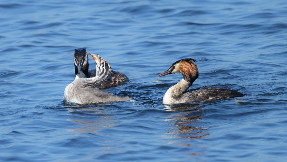 Great Crested Grebes