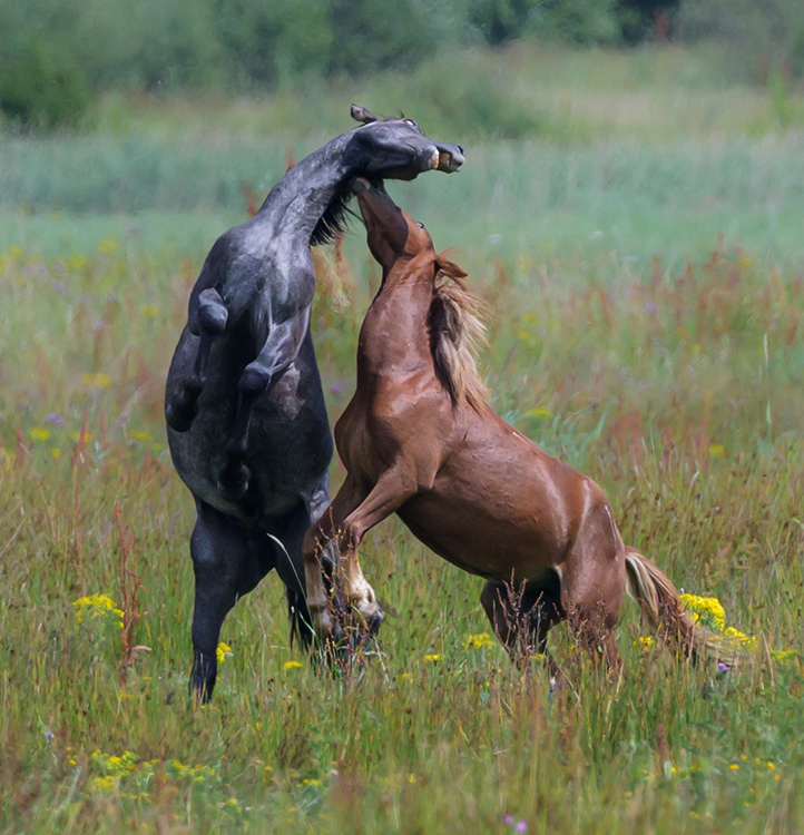 Carneddau Ponies