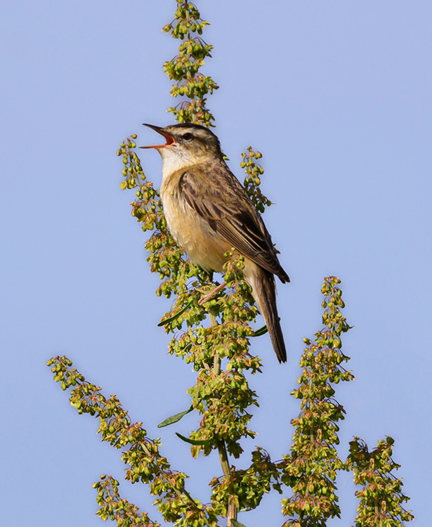 Sedge Warbler