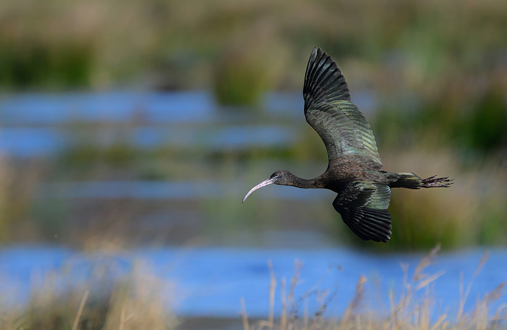 Glossy Ibis
