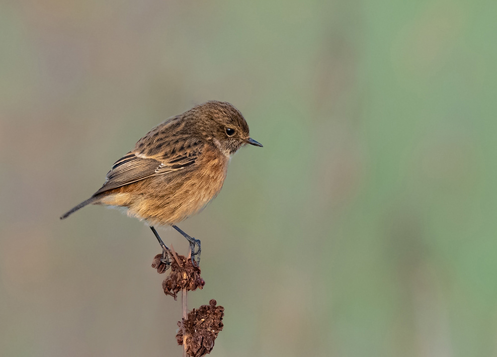 Female Stonechat
