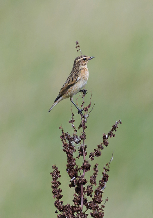 Whinchat