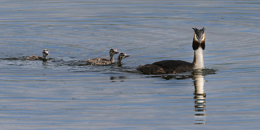Great Crested Grebes