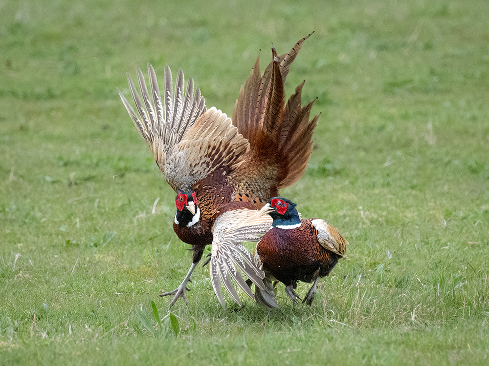 Pheasants