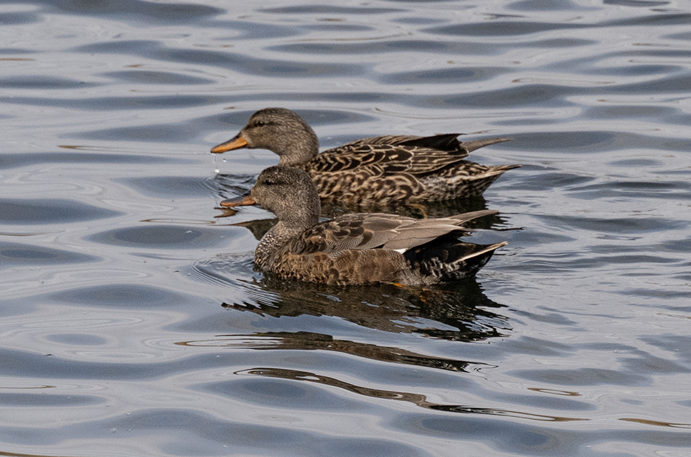 Gadwall