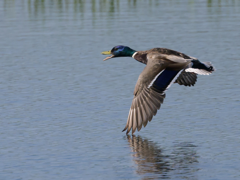 Mallard