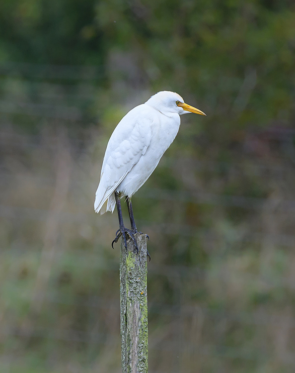 Cattle Egret
