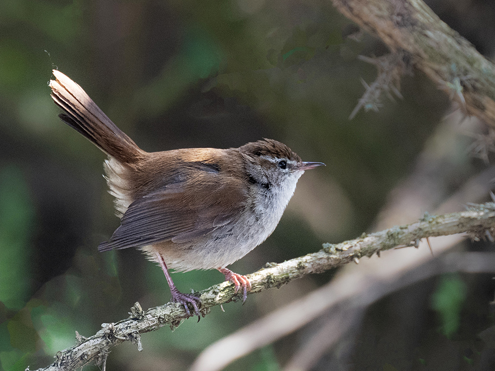 Cetti's Warbler