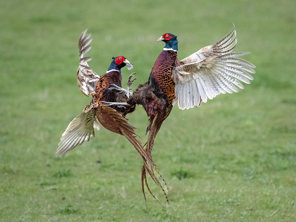 Pheasants