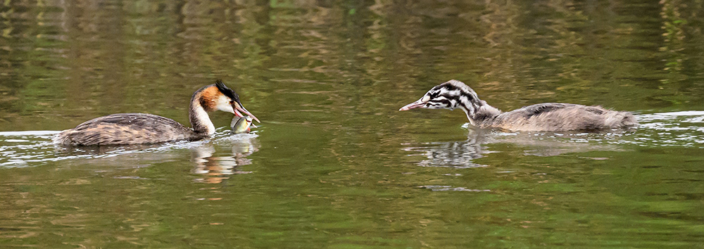Great Crested Grebes