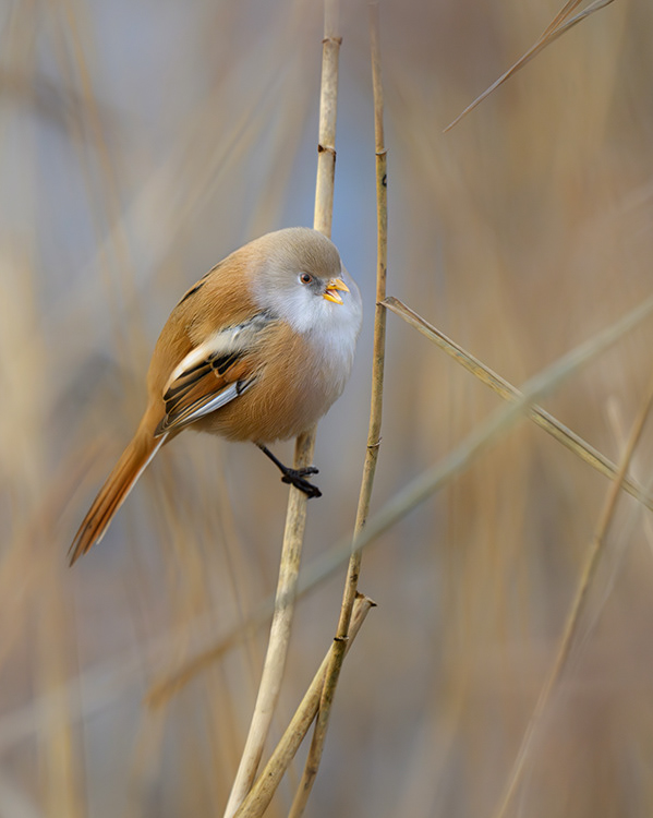 Bearded Reedling