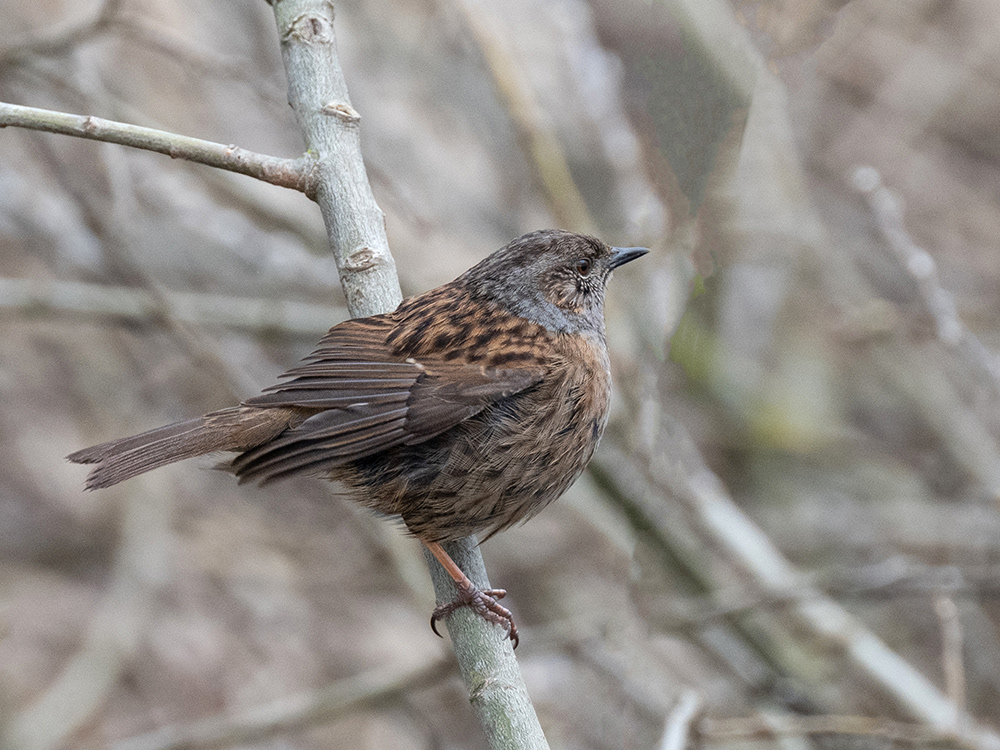 Dunnock