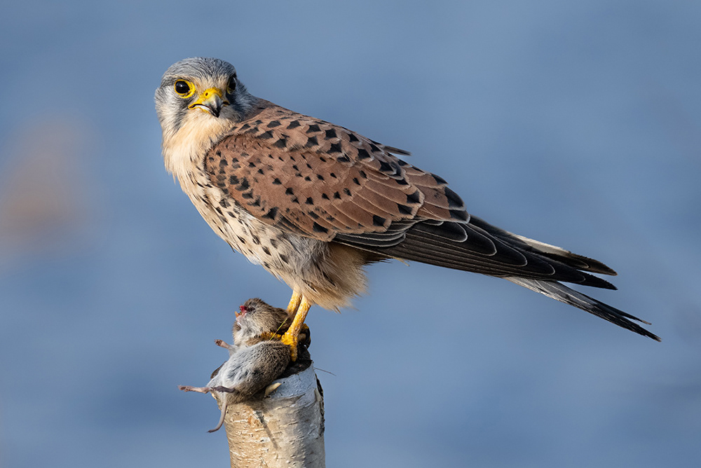 Kestrel