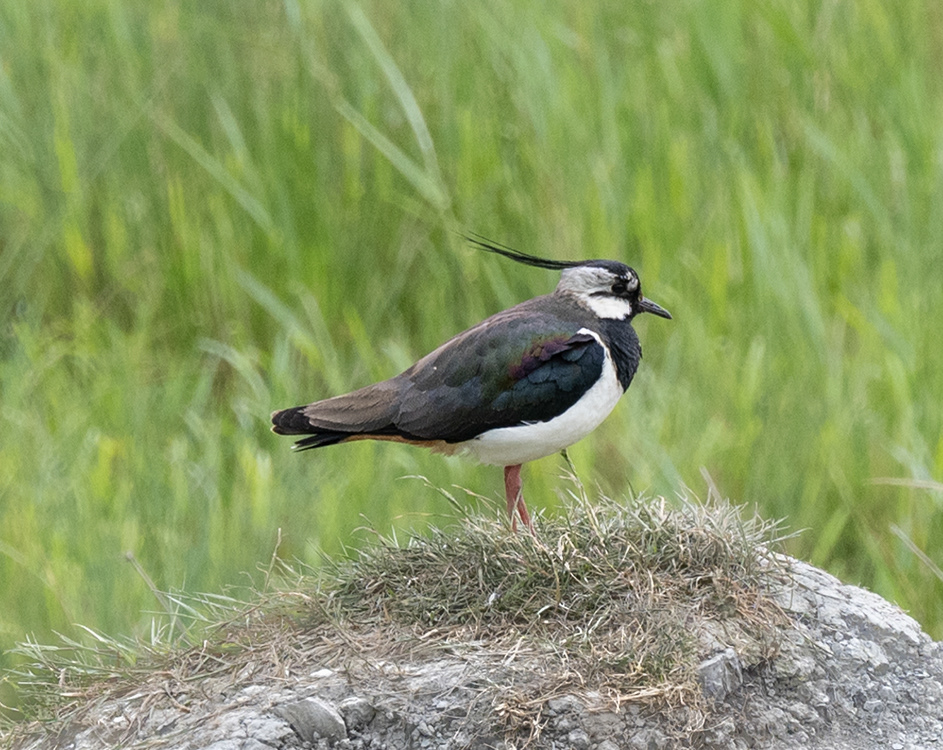 Lapwing