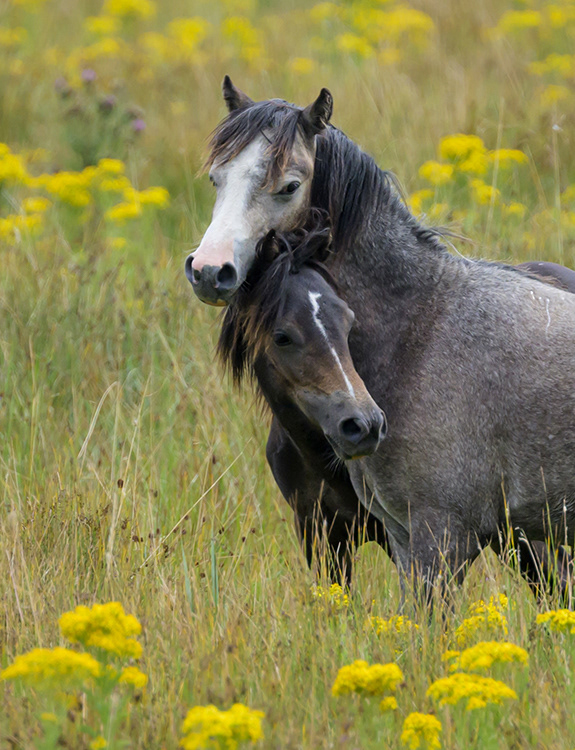 Carneddau Ponies