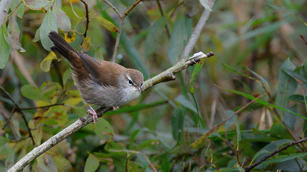 Cetti's Warbler