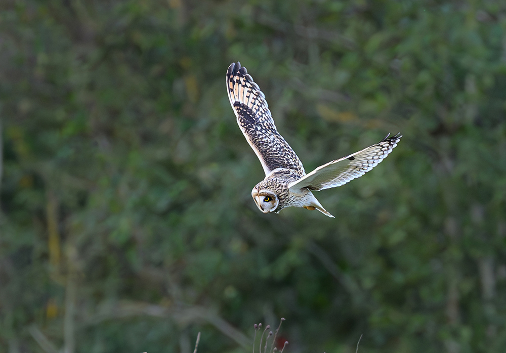 Short-eared Owl