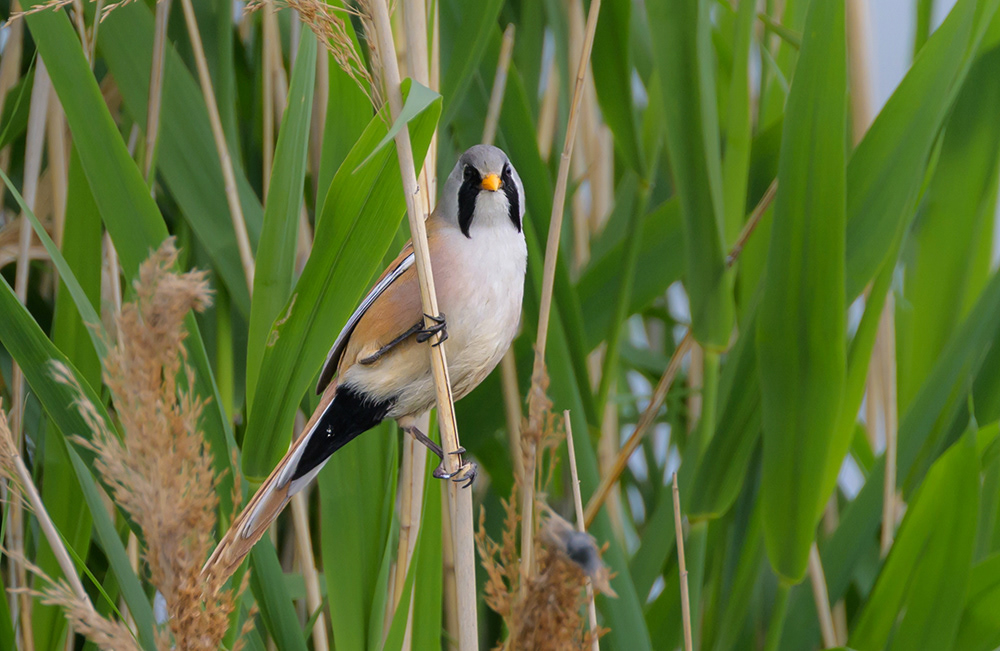 Bearded Tit