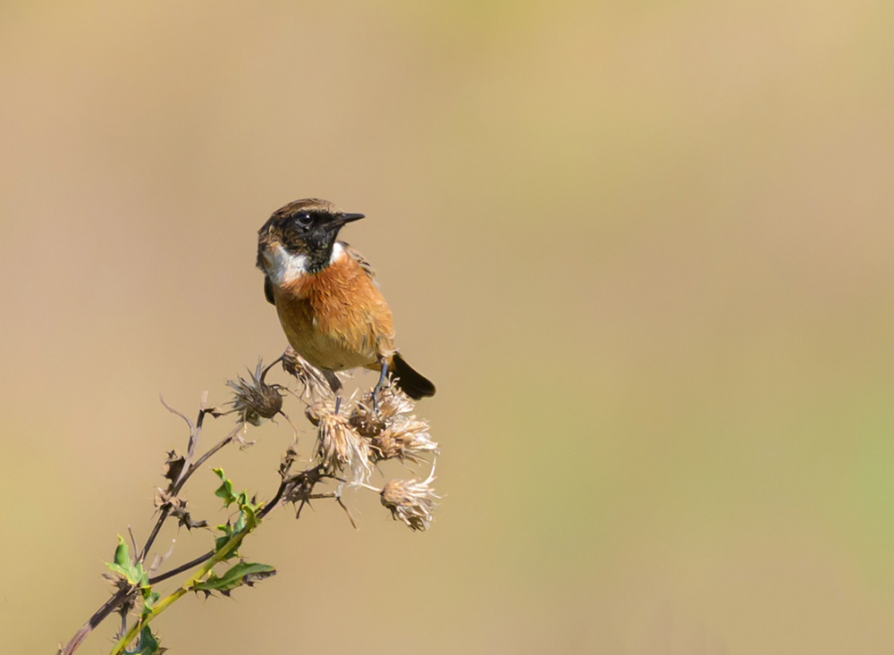 Stonechat