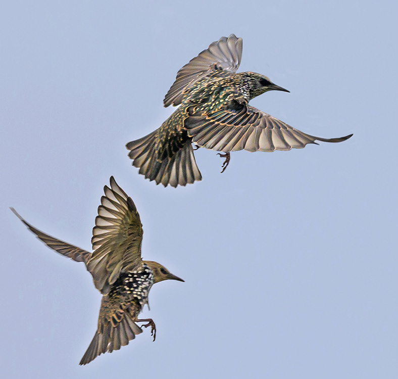 Starling
