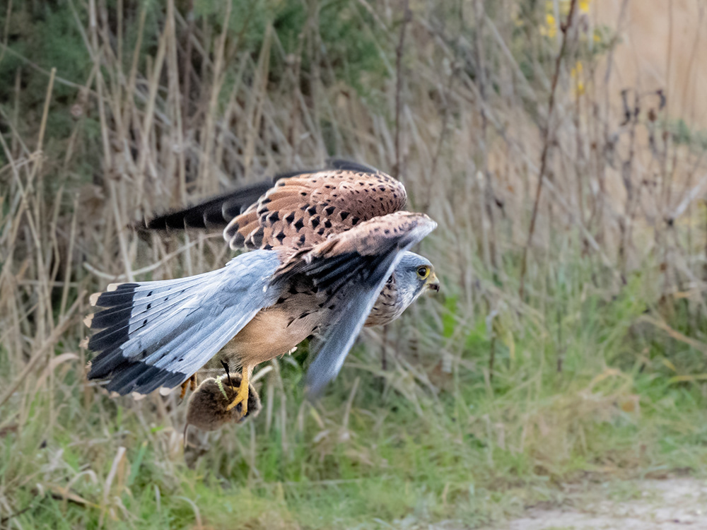 Flying home with lunch