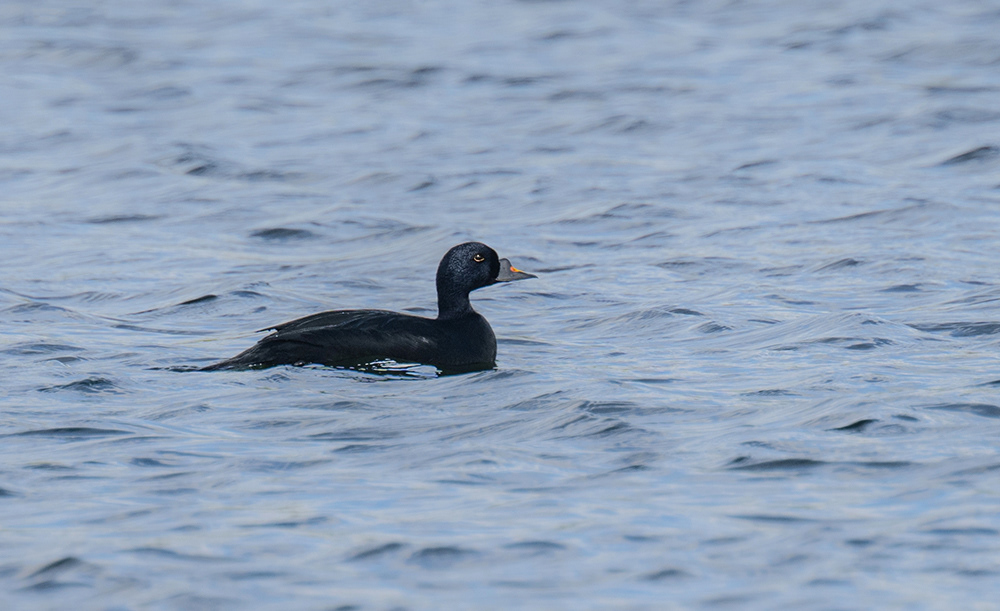 Common Scoter