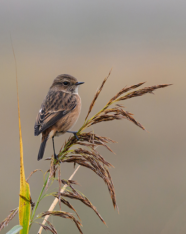 Female Stonechat