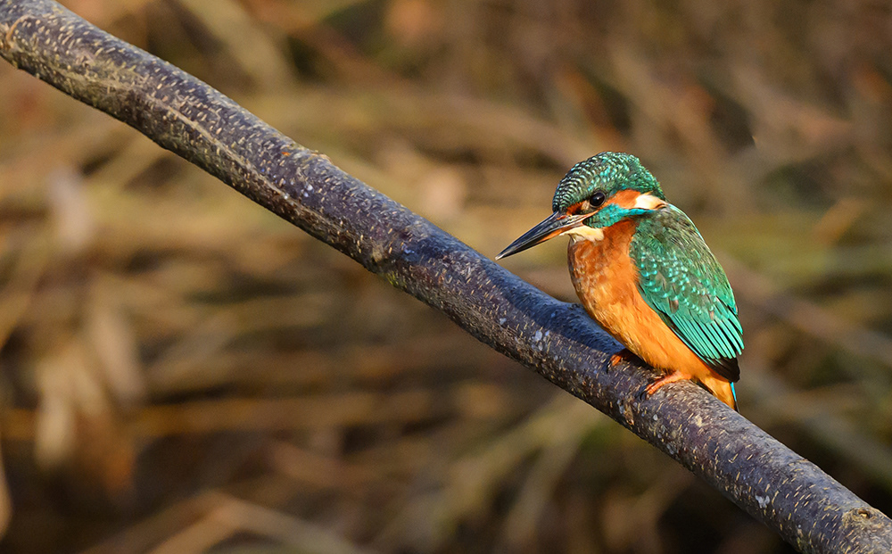 Female Kingfisher