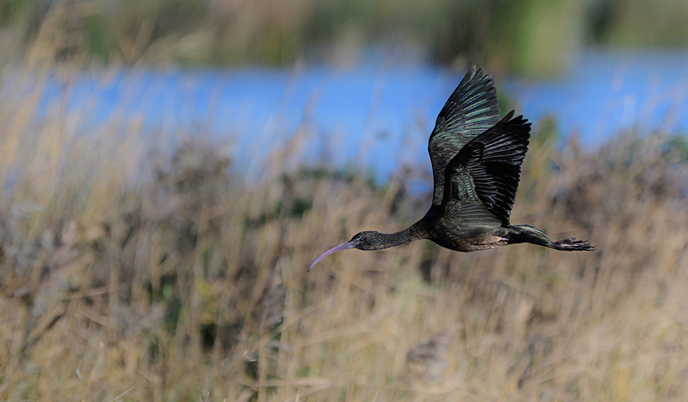 Glossy Ibis