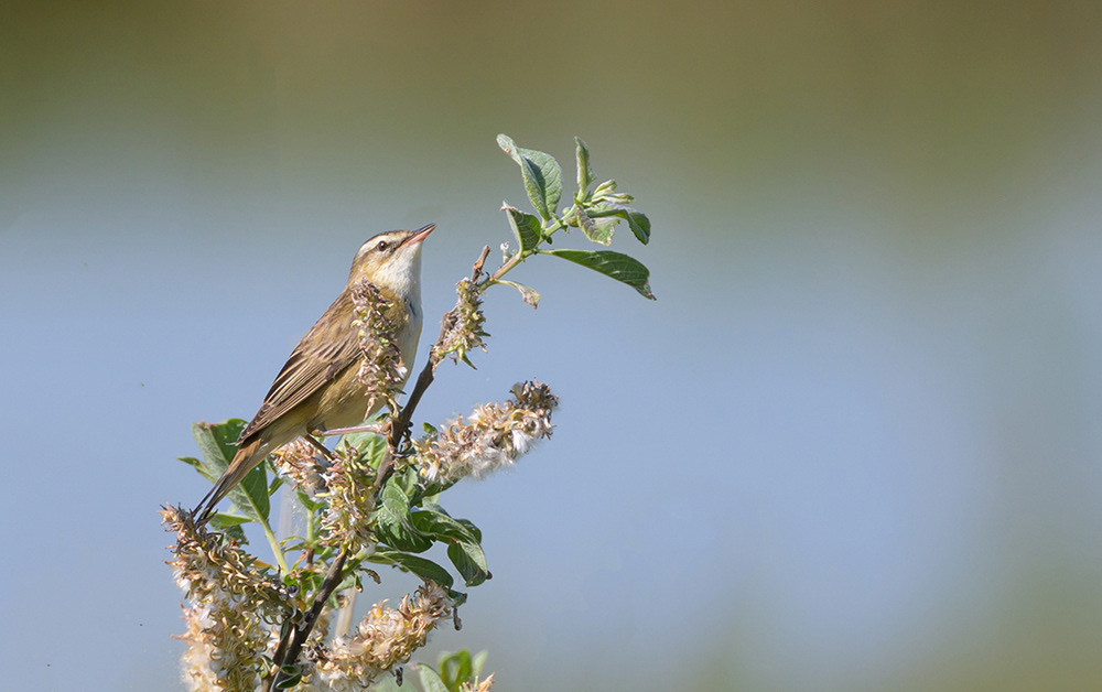 Sedge Warbler